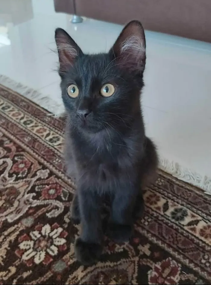 Gato ra a srd idade 2 a 6 meses nome # BAGUERA #