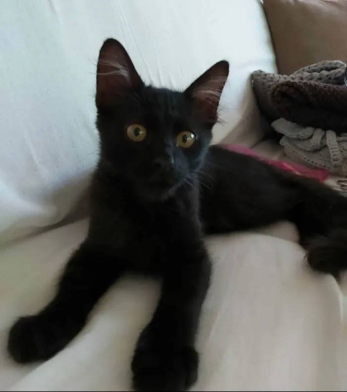 Gato ra a srd idade 2 a 6 meses nome # BAGUERA #