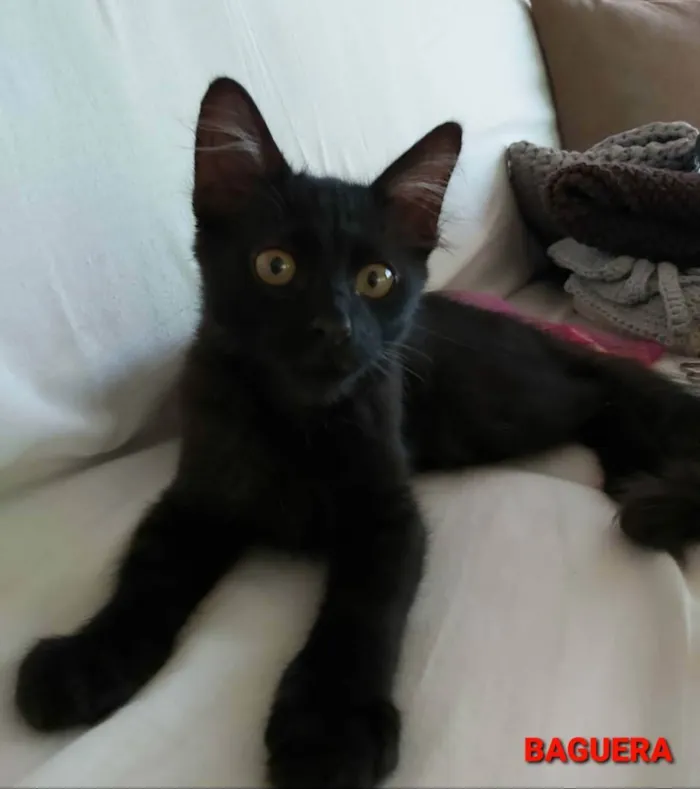 Gato ra a srd idade 2 a 6 meses nome # BAGUERA #