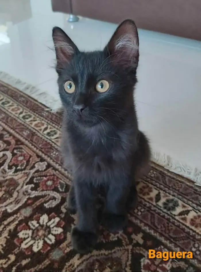 Gato ra a srd idade 2 a 6 meses nome # BAGUERA #