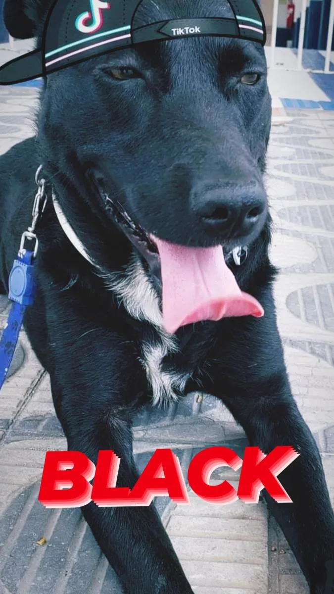 Cachorro ra a Srd idade 1 ano nome BLACK