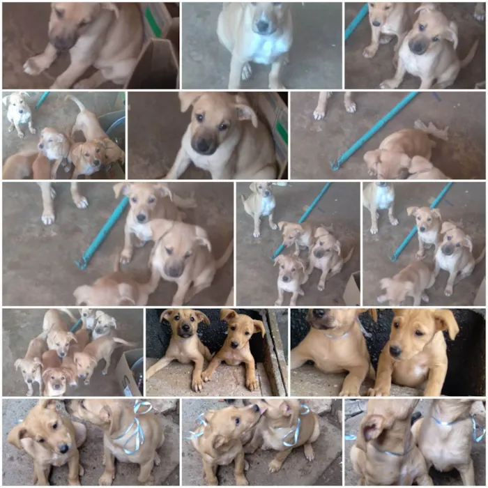 Cachorro ra a  idade 2 a 6 meses nome Não tem nome