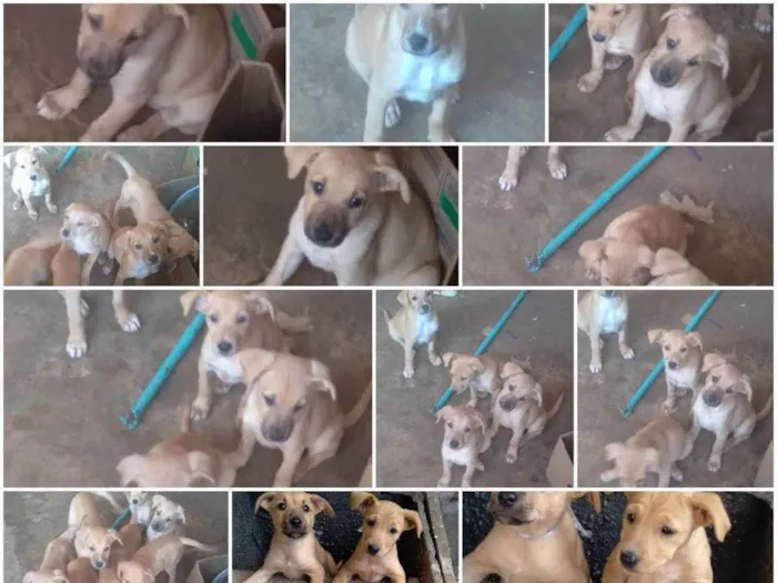 Cachorro ra a  idade 2 a 6 meses nome Não tem nome