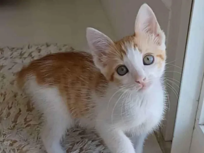 Gato ra a srd bicolor idade 2 a 6 meses nome **MILK **