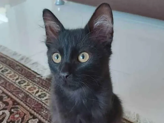 Gato ra a srd idade 2 a 6 meses nome # BAGUERA #