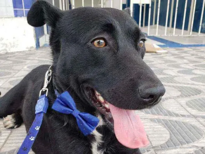 Cachorro ra a Srd idade 1 ano nome BLACK
