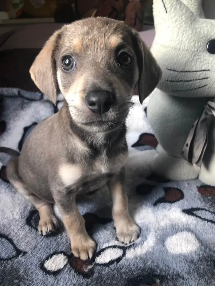 Cachorro raça SRD idade Abaixo de 2 meses nome Sem Nome 