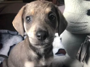 Cachorro raça SRD idade Abaixo de 2 meses nome Sem Nome 