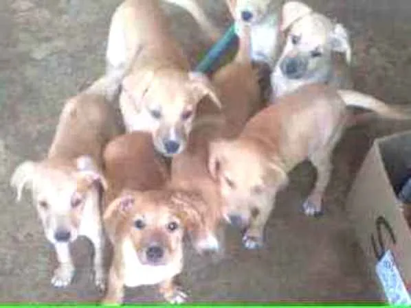 Cachorro ra a  idade 2 a 6 meses nome Não tem nome