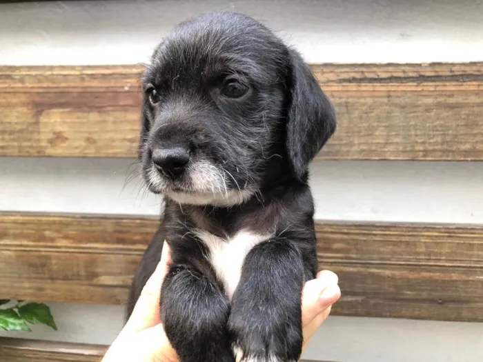 Cachorro raça SRD  idade Abaixo de 2 meses nome Sem Nome
