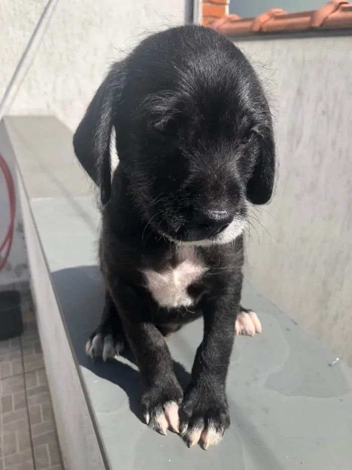 Cachorro raça SRD  idade Abaixo de 2 meses nome Sem Nome