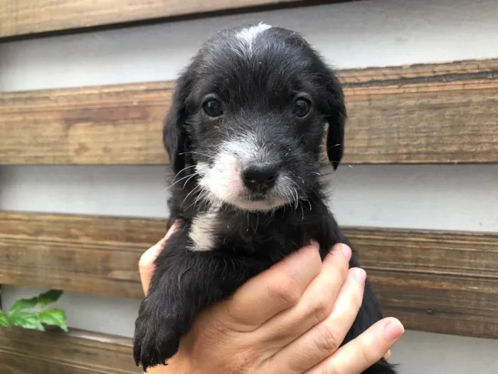 Cachorro raça SRD  idade Abaixo de 2 meses nome Sem Nome