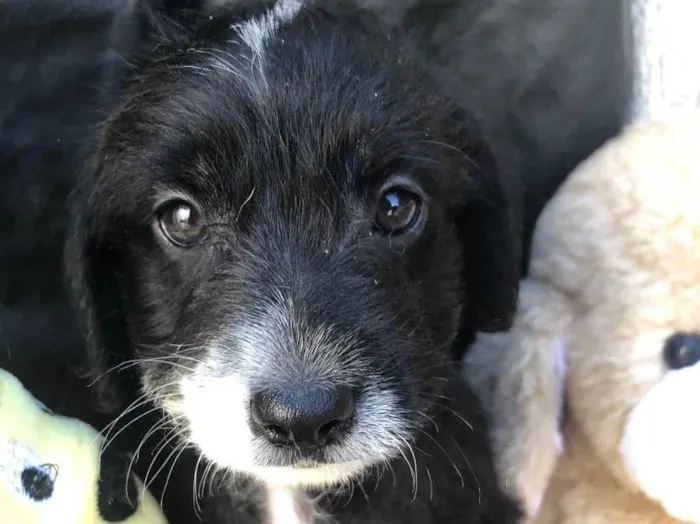 Cachorro raça SRD  idade Abaixo de 2 meses nome Sem Nome