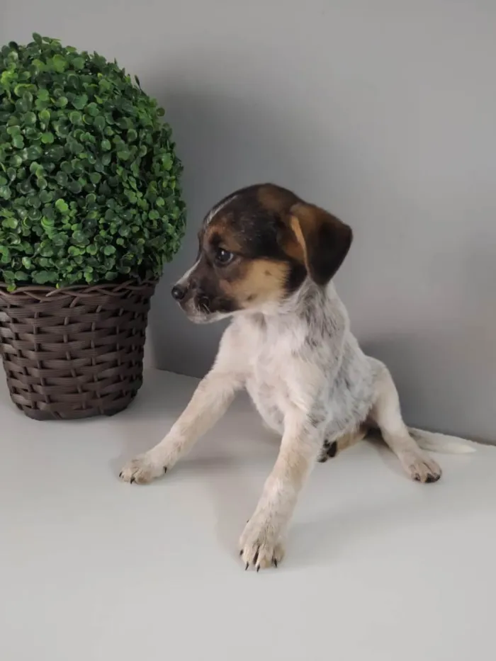 Cachorro raça SRD idade 2 a 6 meses nome Vênus