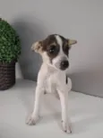 Vanila