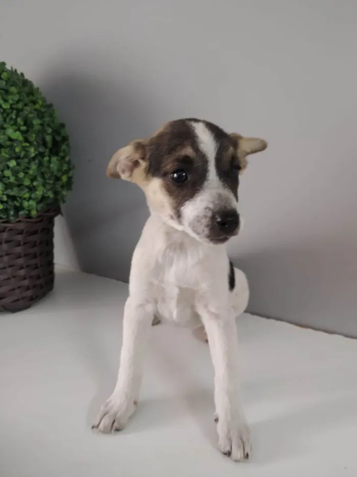 Cachorro raça SRD idade 2 a 6 meses nome Vanila