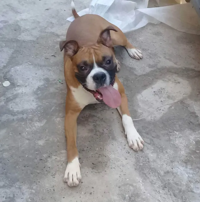 Cachorro raça Boxer idade 4 anos nome Sagathi