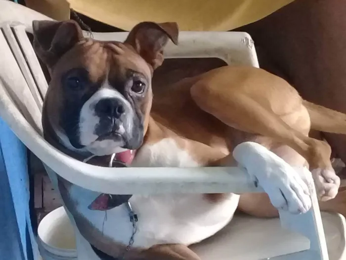 Cachorro raça Boxer idade 4 anos nome Sagathi