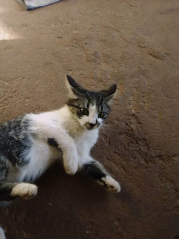 Gato ra a Felino idade 2 a 6 meses nome Sem nome