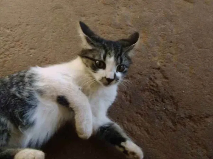 Gato ra a Felino idade 2 a 6 meses nome Sem nome