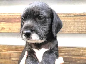 Cachorro raça SRD  idade Abaixo de 2 meses nome Sem Nome
