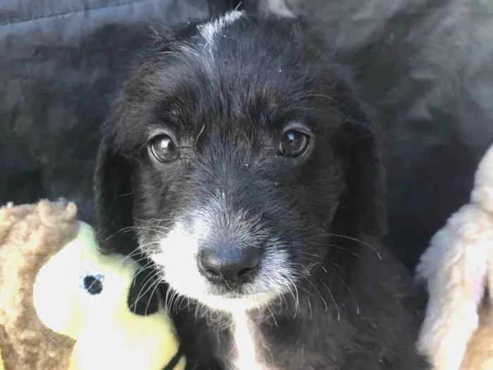 Cachorro raça SRD  idade Abaixo de 2 meses nome Sem Nome