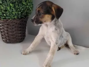 Cachorro raça SRD idade 2 a 6 meses nome Vênus