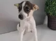 Vanila