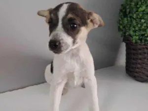 Cachorro raça SRD idade 2 a 6 meses nome Vanila
