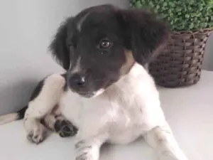 Cachorro raça SRD idade 2 a 6 meses nome Valentina