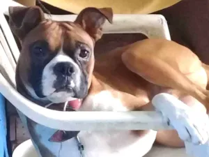 Cachorro raça Boxer idade 4 anos nome Sagathi