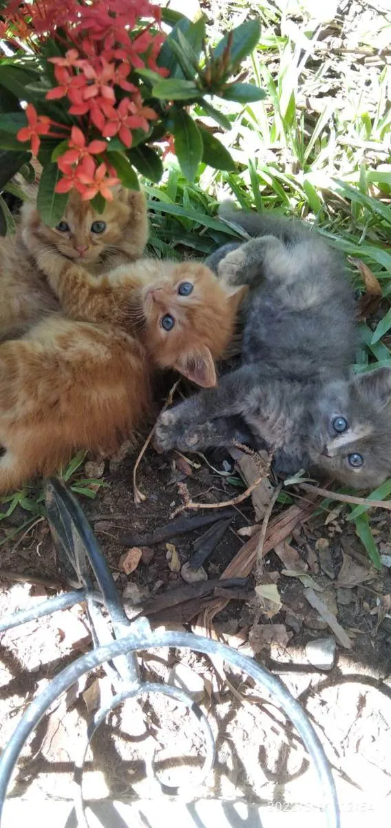 Gato raça SRD idade 2 a 6 meses nome Lua, flor e Mel