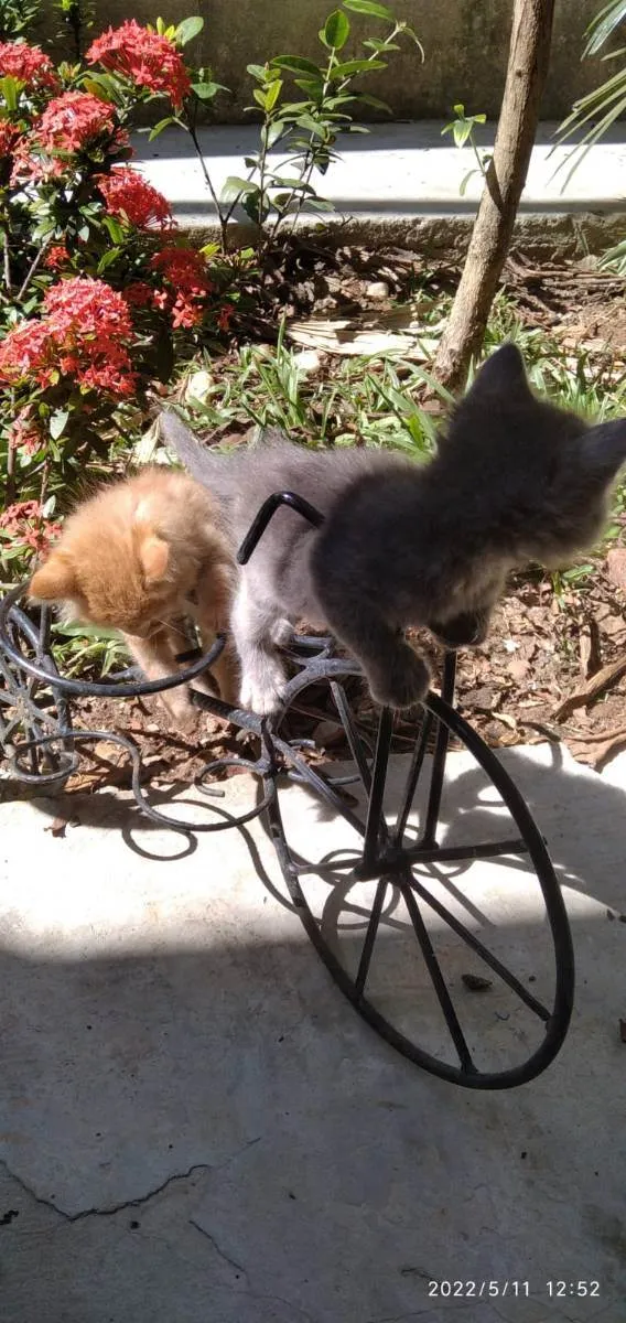 Gato raça SRD idade 2 a 6 meses nome Lua, flor e Mel