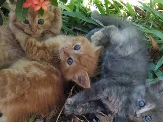 Gato raça SRD idade 2 a 6 meses nome Lua, flor e Mel