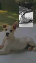 Scooby