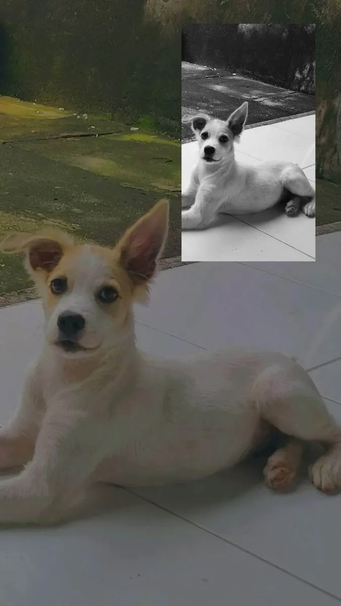 Cachorro ra a Vira lata  idade 2 a 6 meses nome Scooby