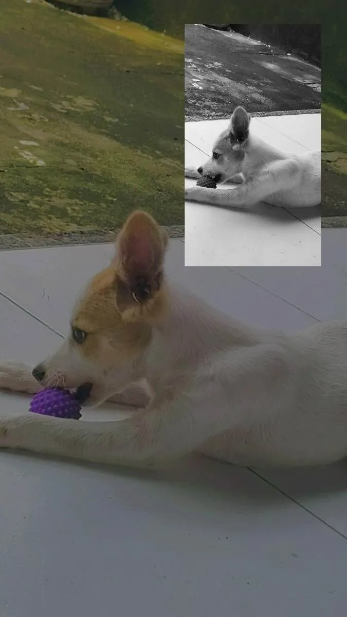 Cachorro ra a Vira lata  idade 2 a 6 meses nome Scooby