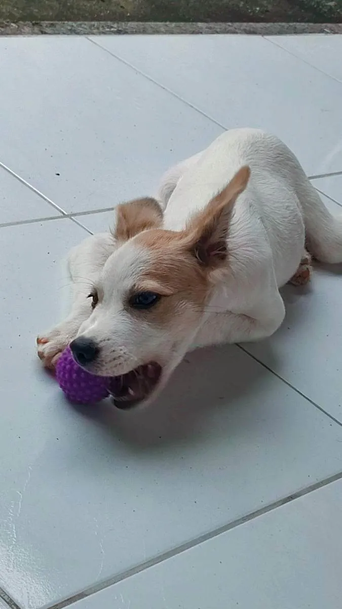 Cachorro ra a Vira lata  idade 2 a 6 meses nome Scooby