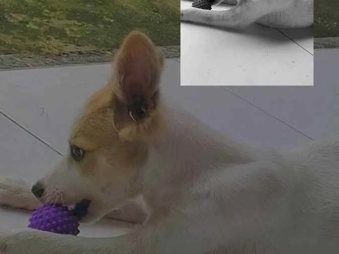 Cachorro ra a Vira lata  idade 2 a 6 meses nome Scooby