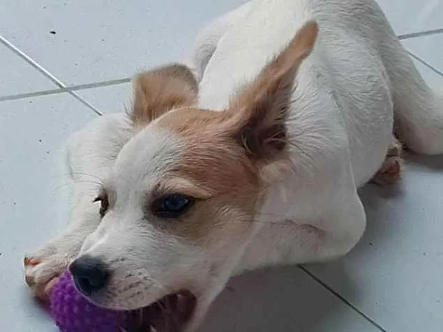 Cachorro ra a Vira lata  idade 2 a 6 meses nome Scooby