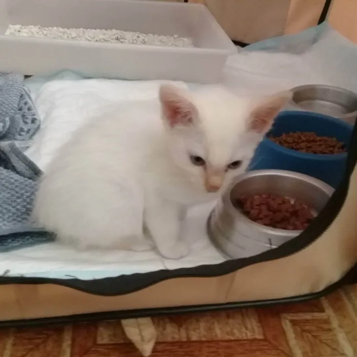 Gato raça SRD idade Abaixo de 2 meses nome Branco