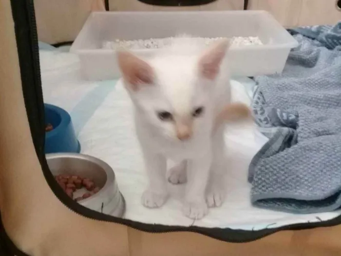 Gato raça SRD idade Abaixo de 2 meses nome Branco
