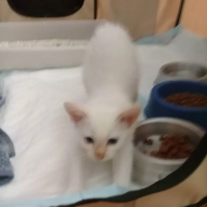 Gato raça SRD idade Abaixo de 2 meses nome Branco