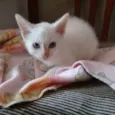 Gato raça SRD idade Abaixo de 2 meses nome Branco