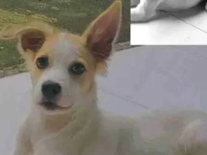 Cachorro raça Vira lata  idade 2 a 6 meses nome Scooby