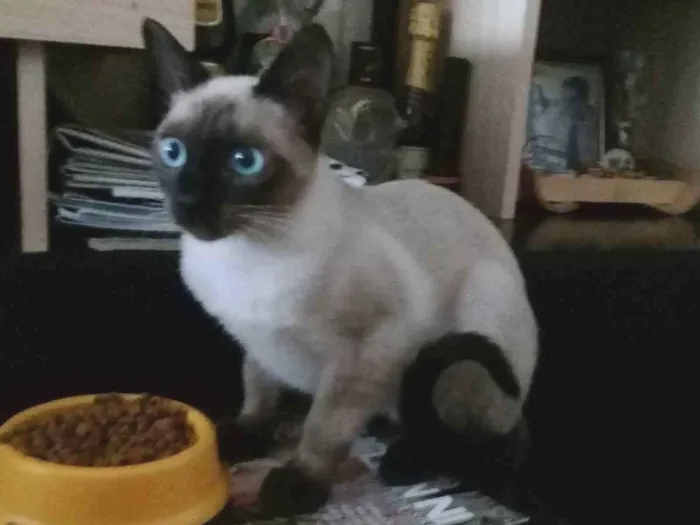 Gato raça SRD idade 2 a 6 meses nome Lia