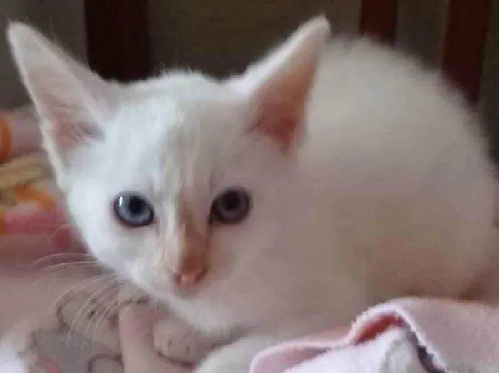 Gato raça SRD idade Abaixo de 2 meses nome Branco