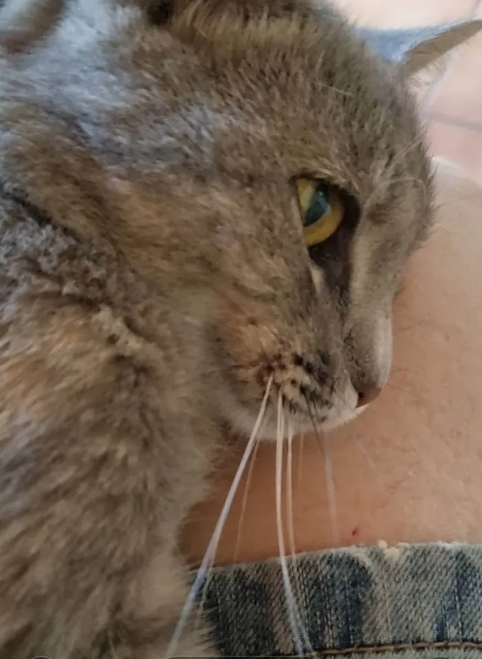Gato ra a Felino SRD idade 7 a 11 meses nome Sasha