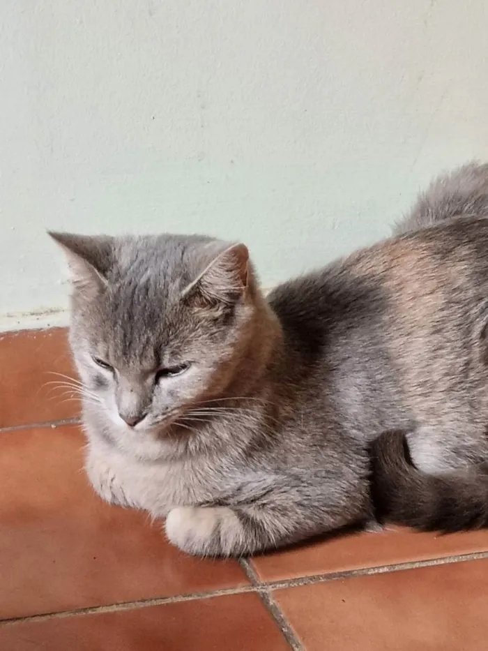 Gato ra a Felino SRD idade 7 a 11 meses nome Sasha