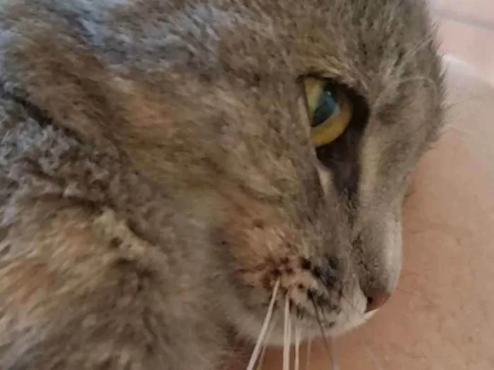 Gato ra a Felino SRD idade 7 a 11 meses nome Sasha